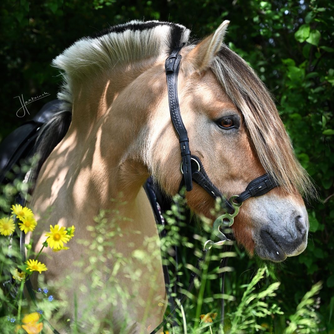 Hackamore Edix© Q-Classic - shanks gold - 7