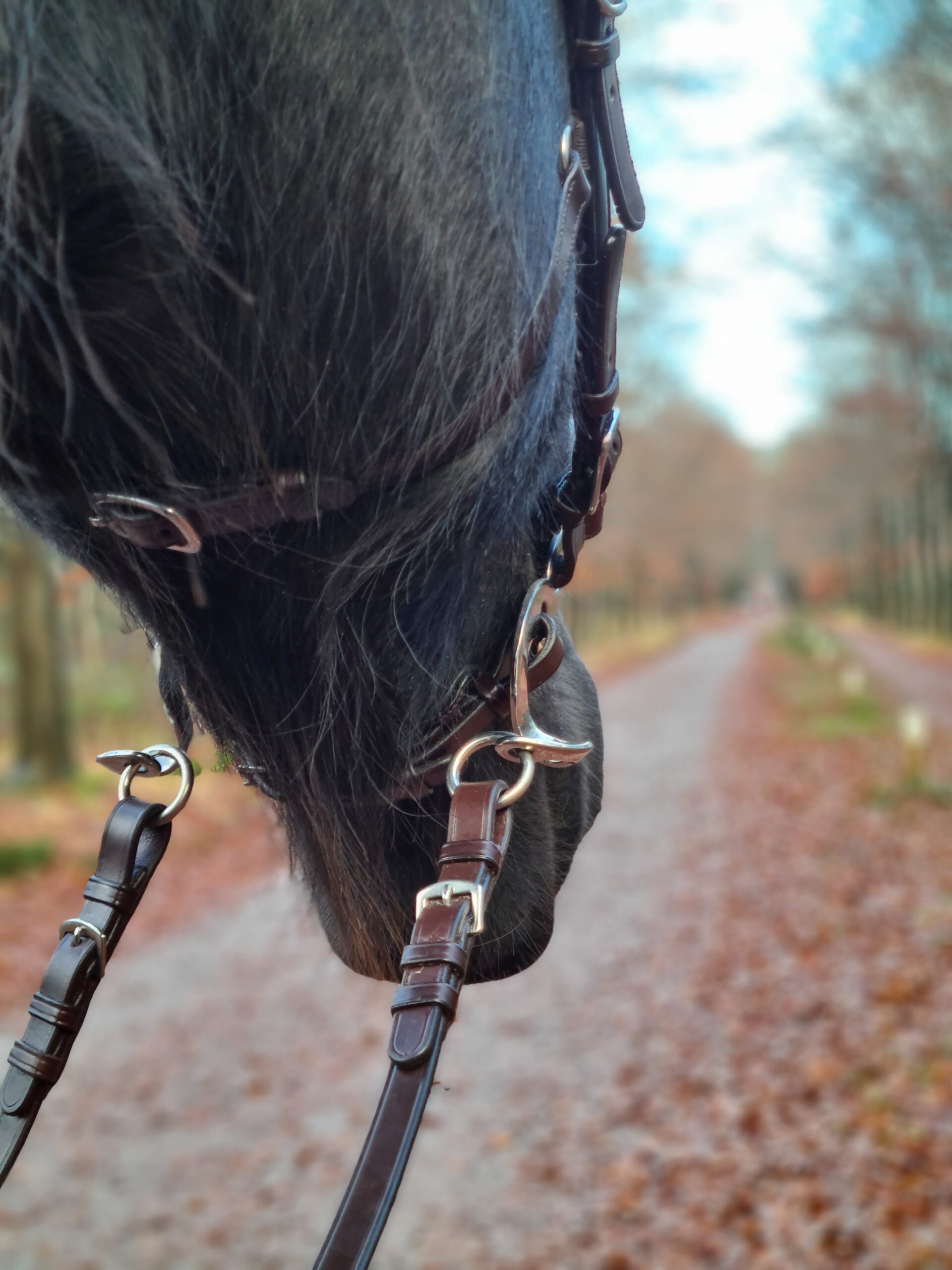 Hackamore Edix© Q-Classic - shanks gold - 17