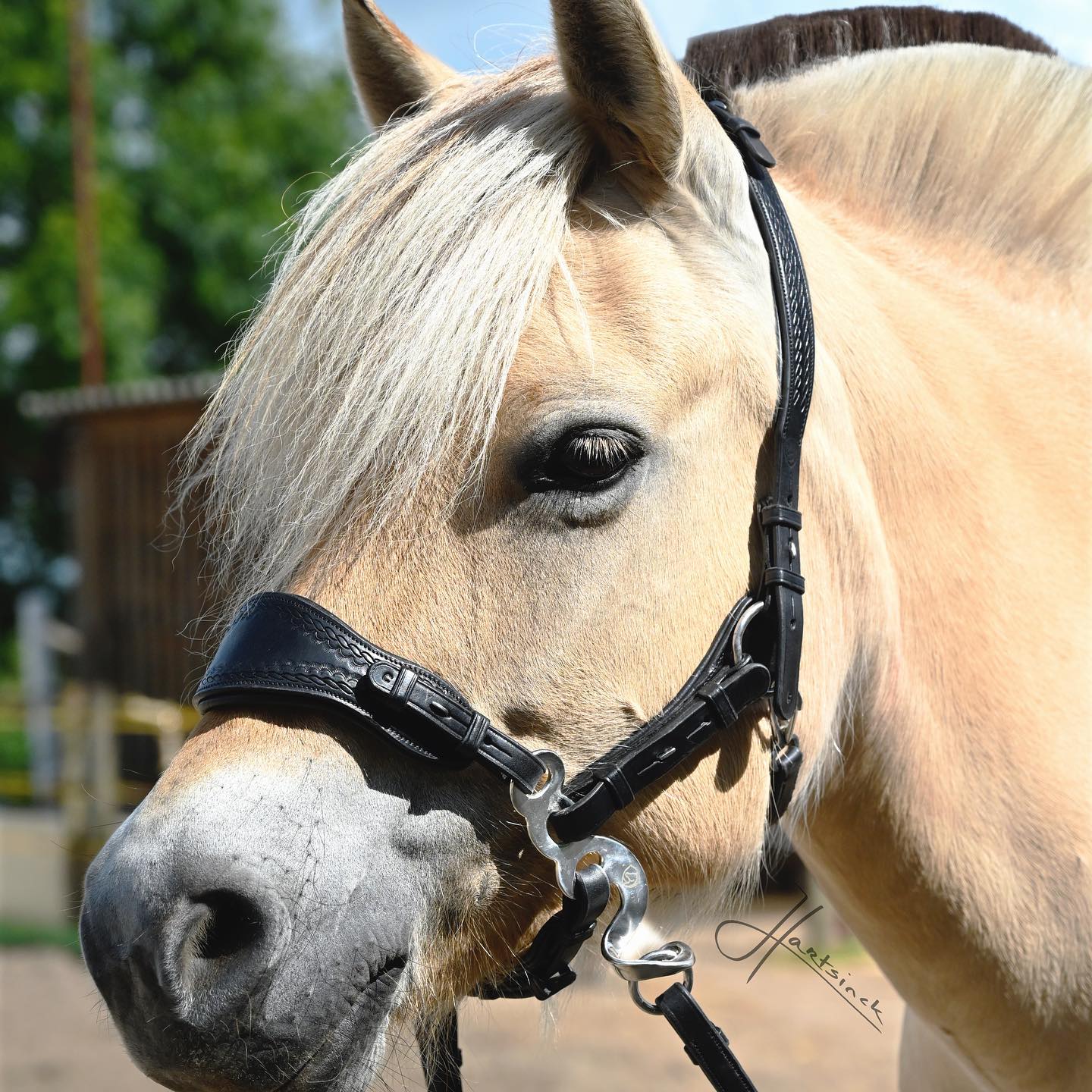 Hackamore Edix© Q-Classic - shanks gold - 10