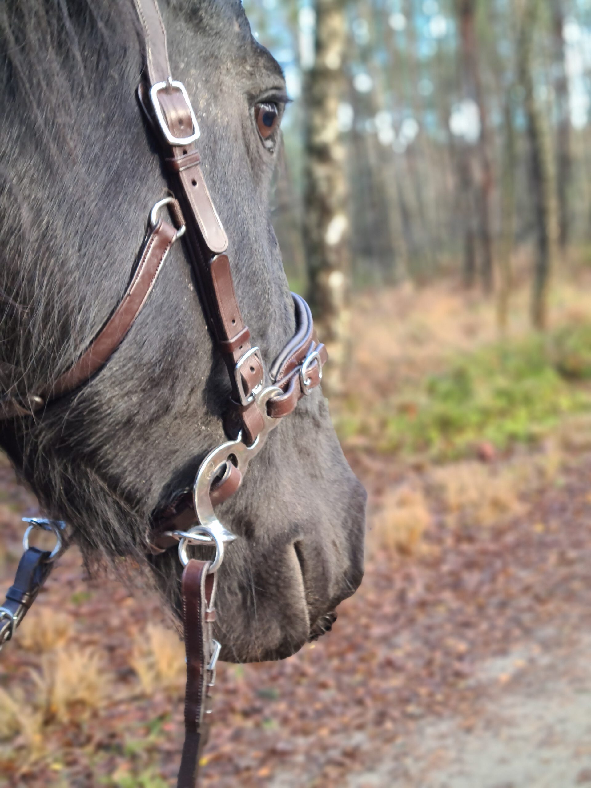 Hackamore Edix© Q-Classic - shanks gold - 15