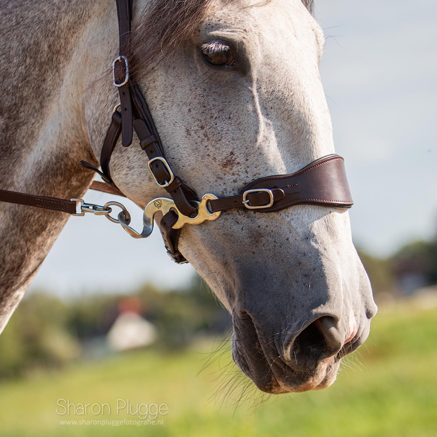 Hackamore Edix© Q-Classic - shanks gold - 3