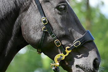 Hackamore skänklar Edix© Hack-Q®, guld