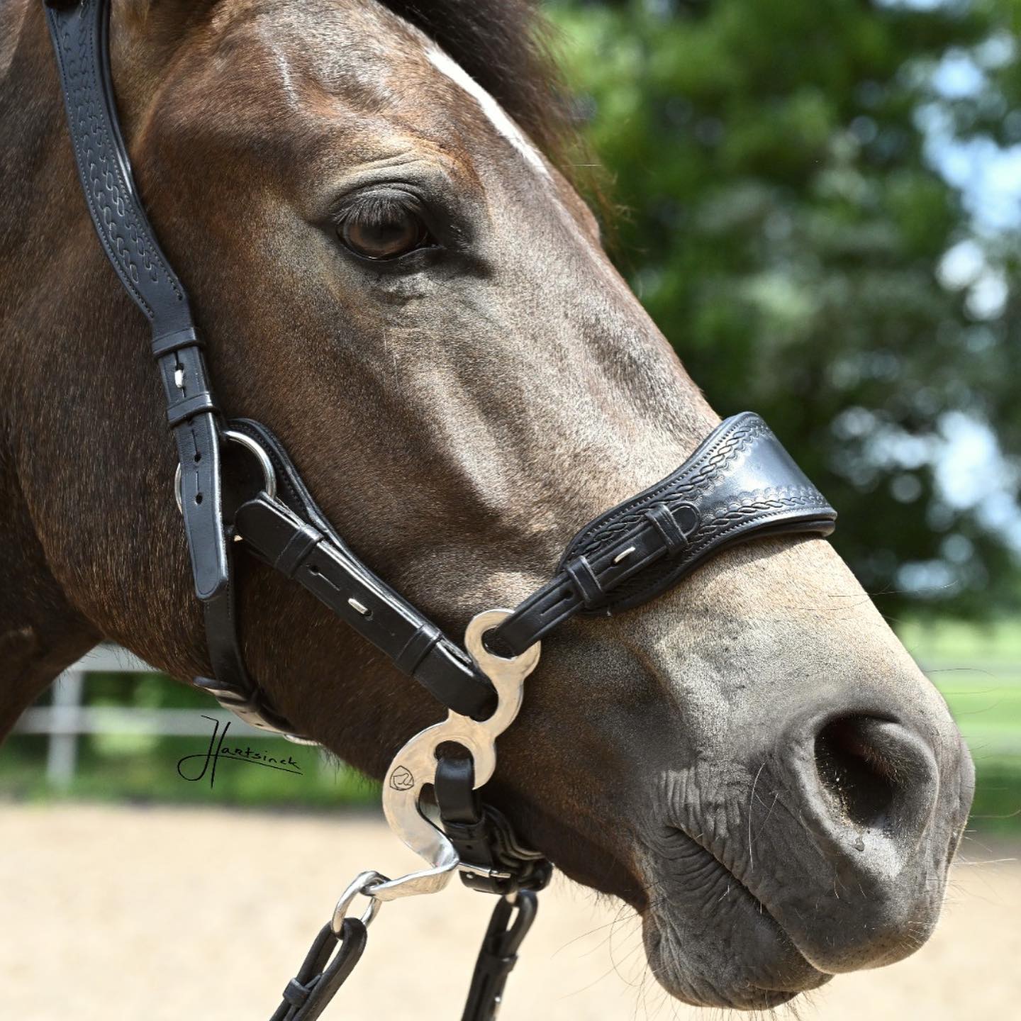 Hackamore Edix© Q-Classic - shanks gold - 8