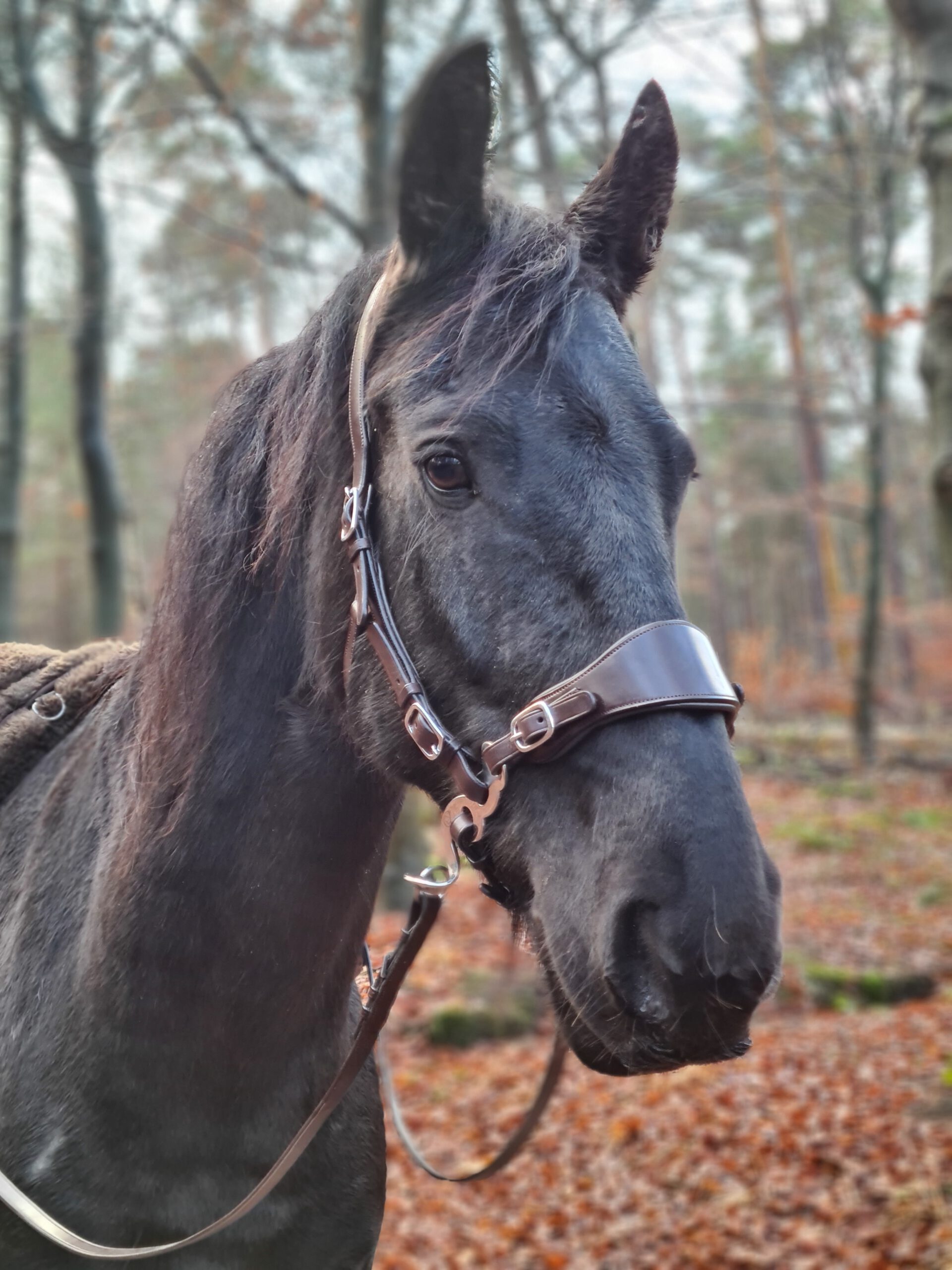 Hackamore Edix© Q-Classic - shanks gold - 18