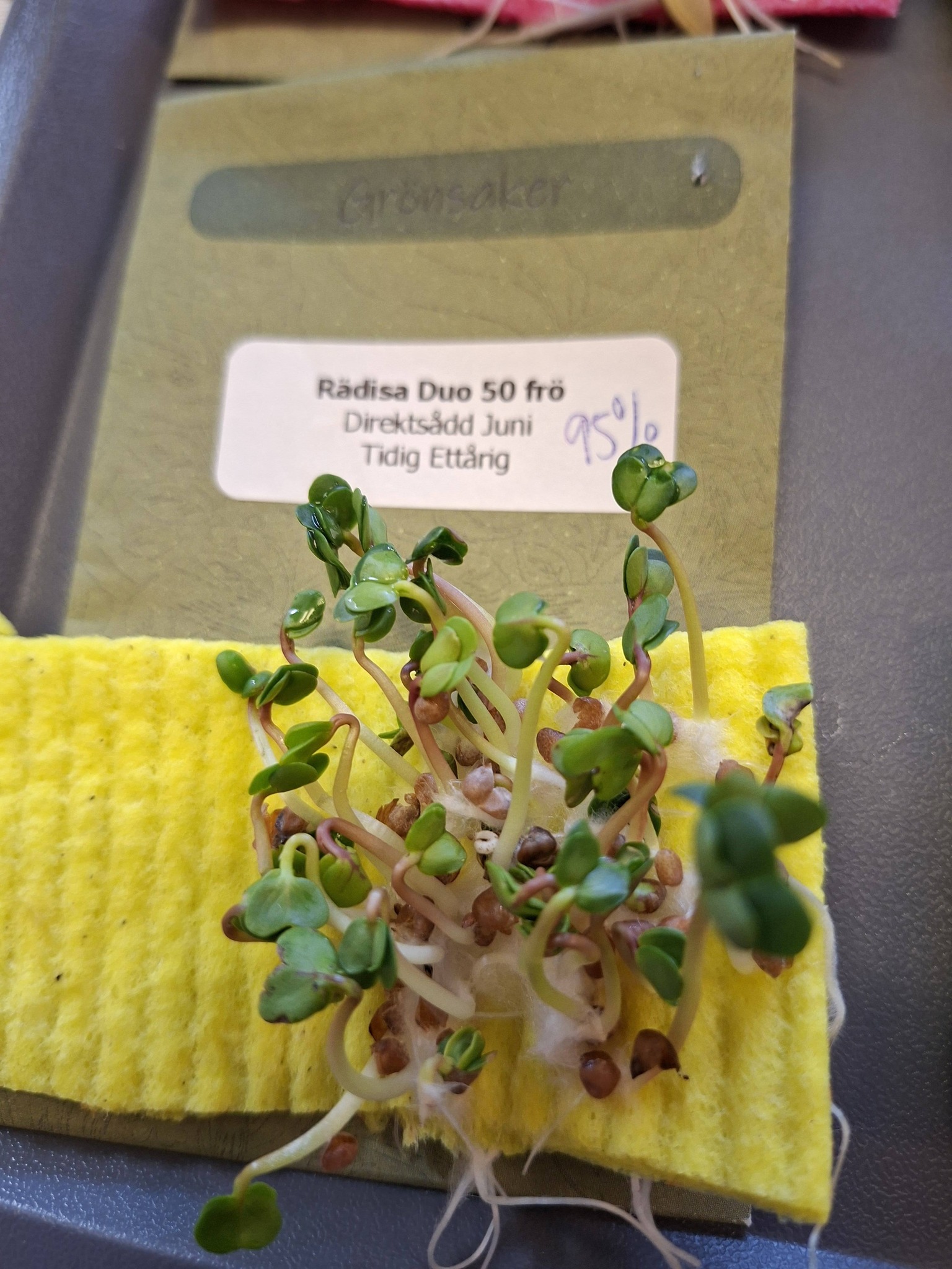 Rädisa Duo 150 frön - 2
