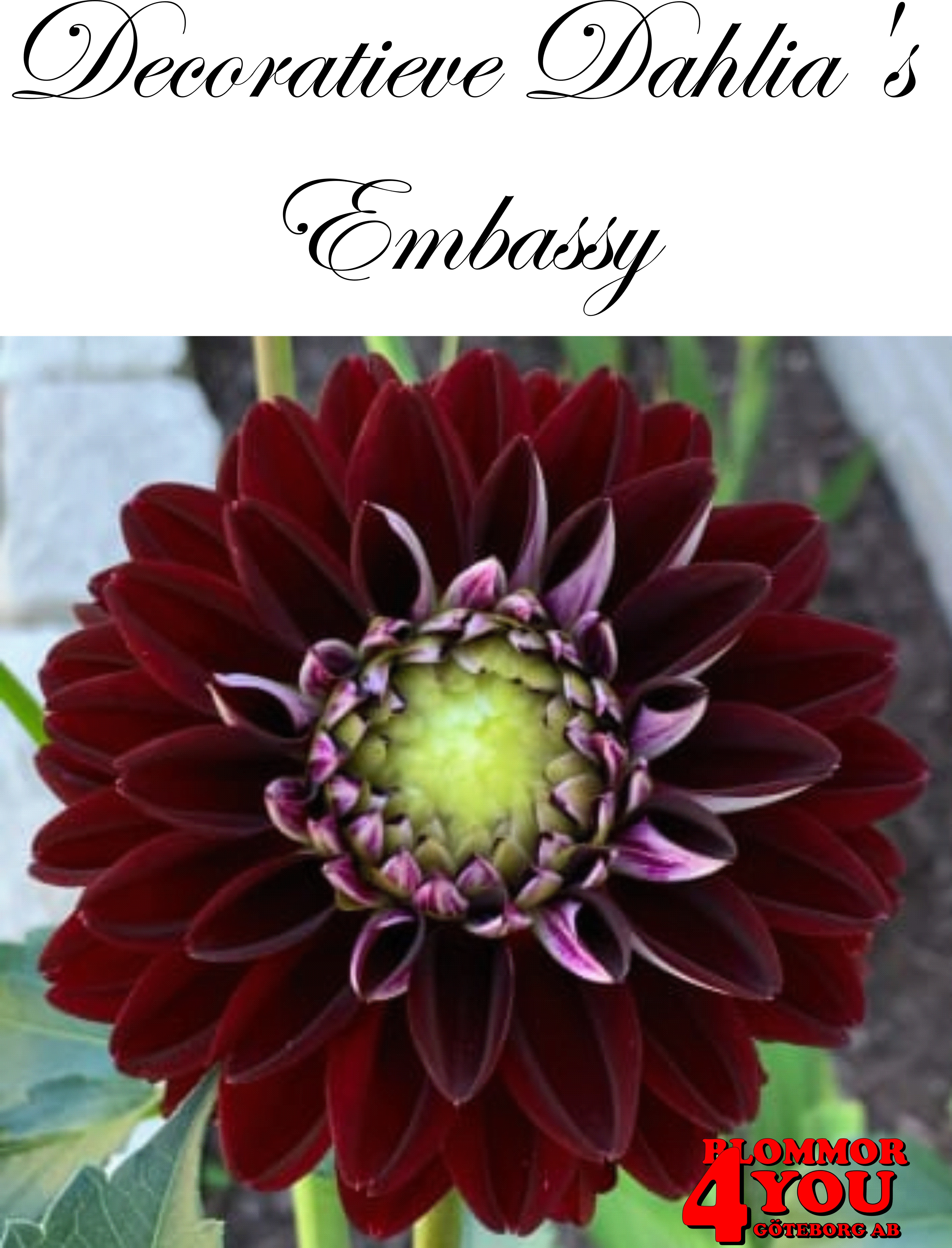 Dahlia Embassy
