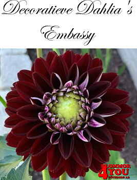 Dahlia Embassy