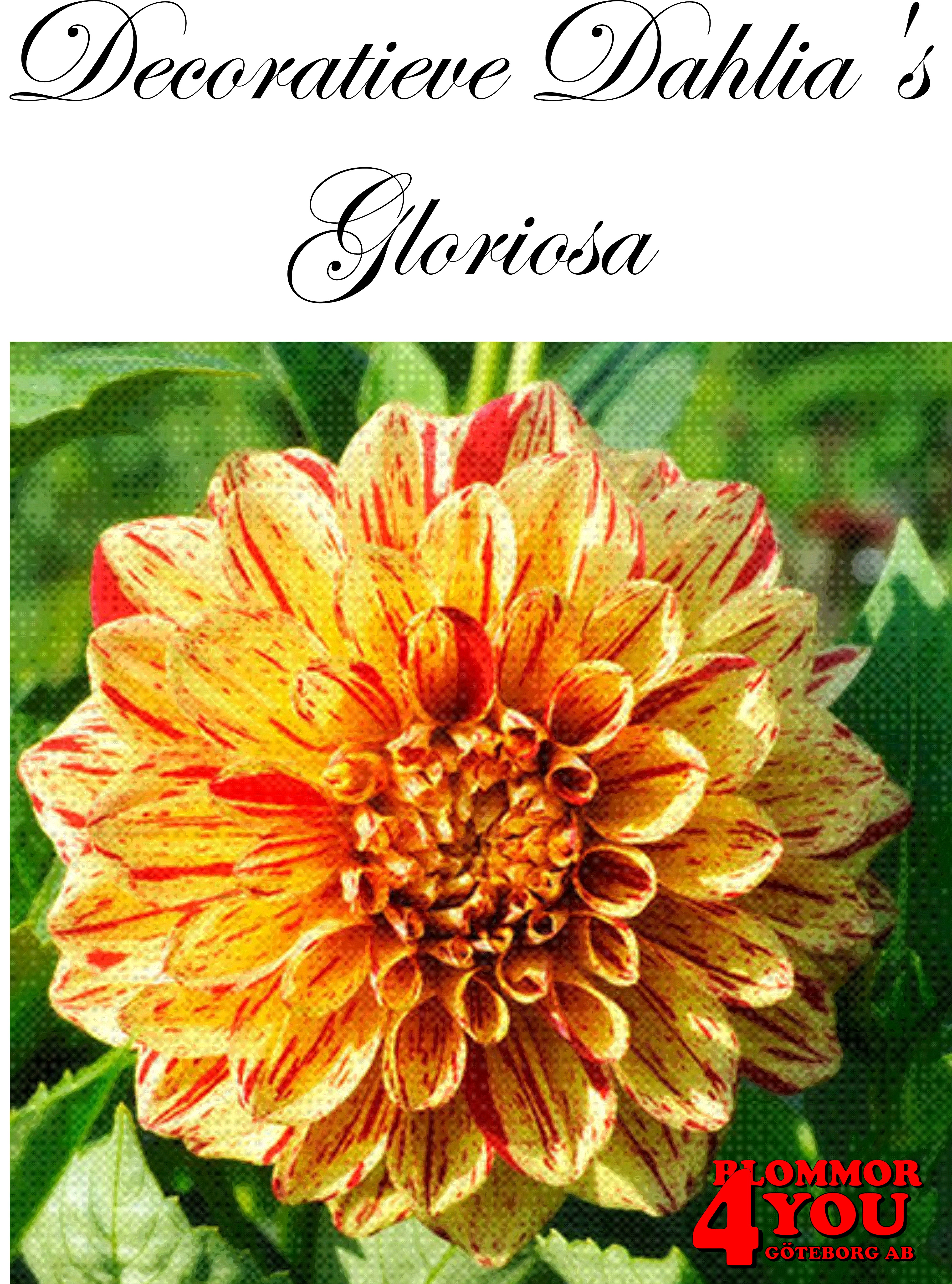 Dahlia Gloriosa