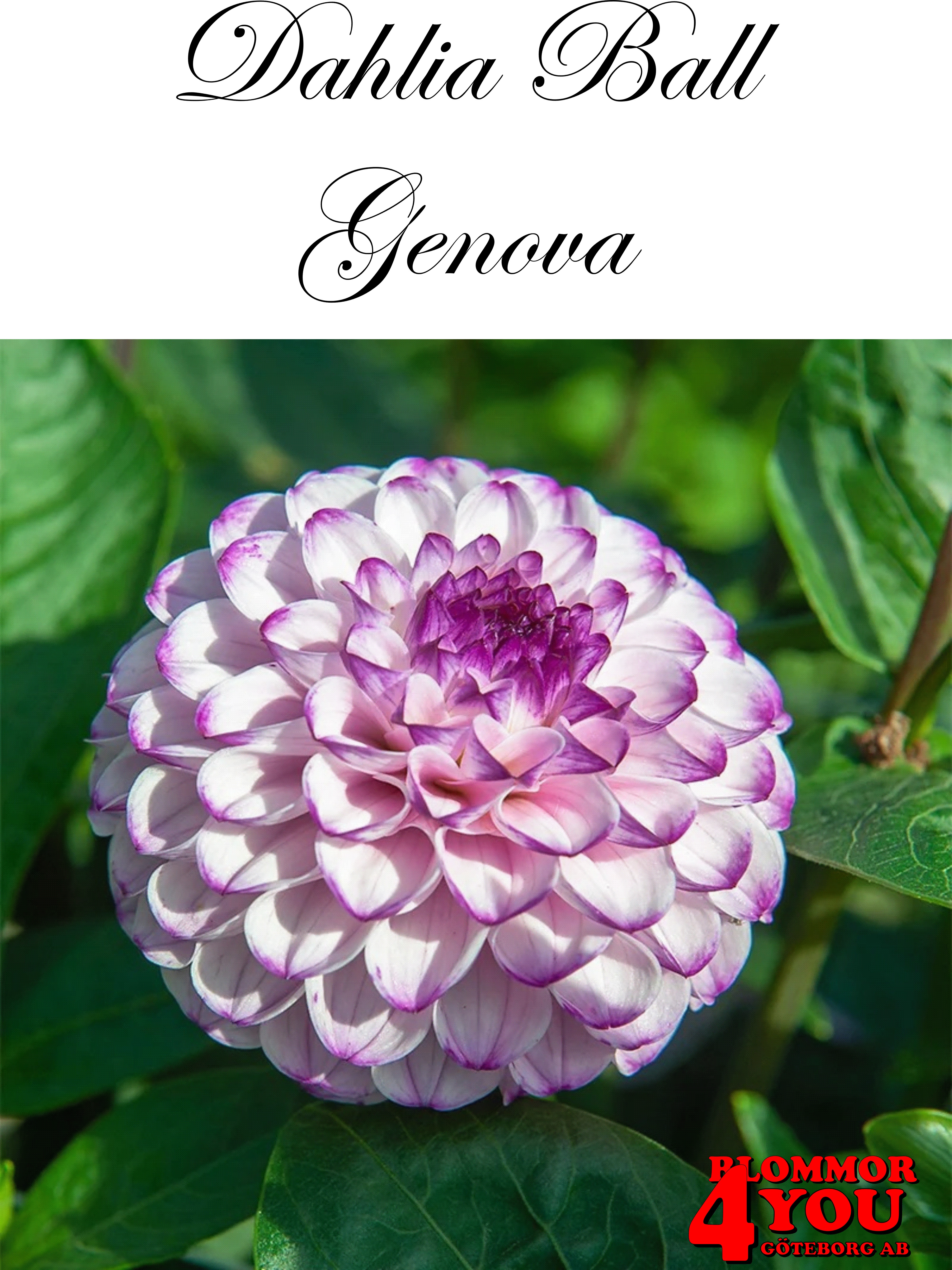 Dahlia      Genova