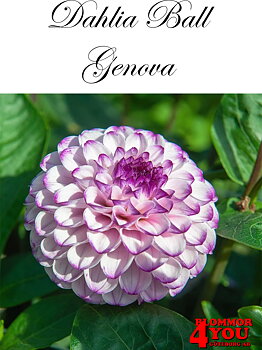 Dahlia      Genova