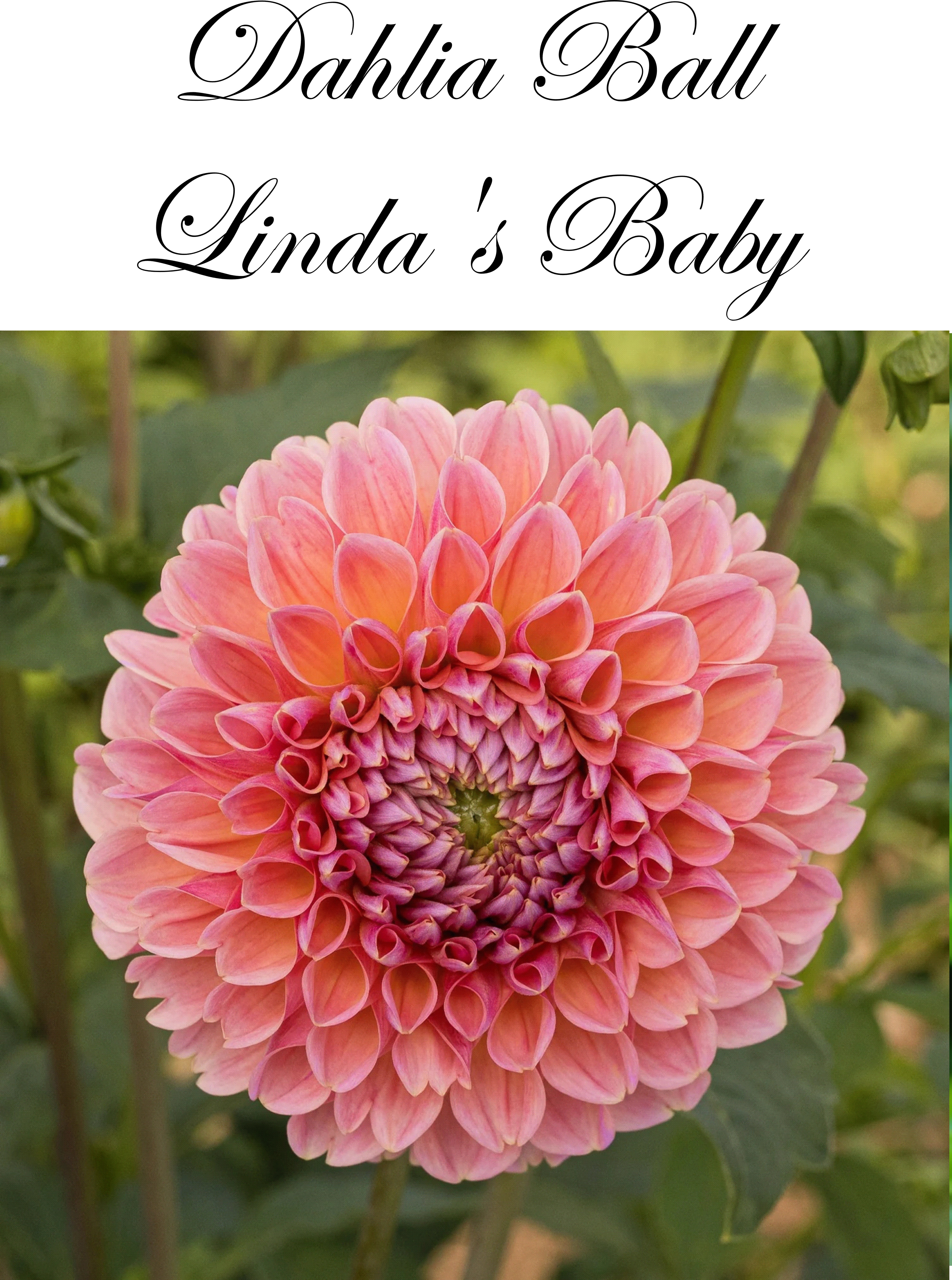 Dahlia      Lindas Baby