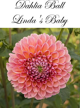 Dahlia      Lindas Baby
