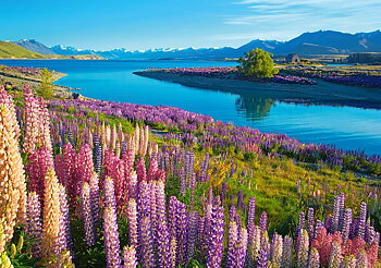 Lake Tekapo, New Zealand, puslespil med 500 brikker (B-53896)