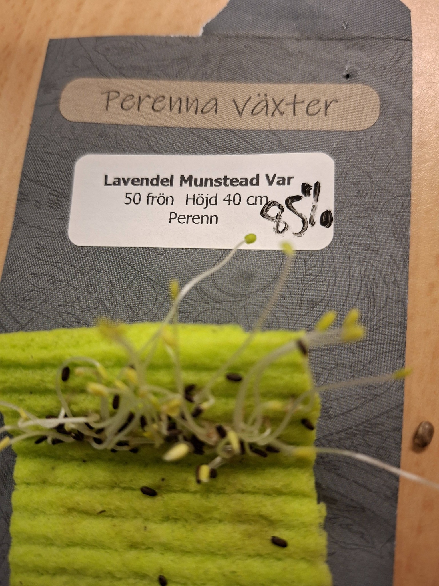 Lavendel Munstead War 20 frön - 2