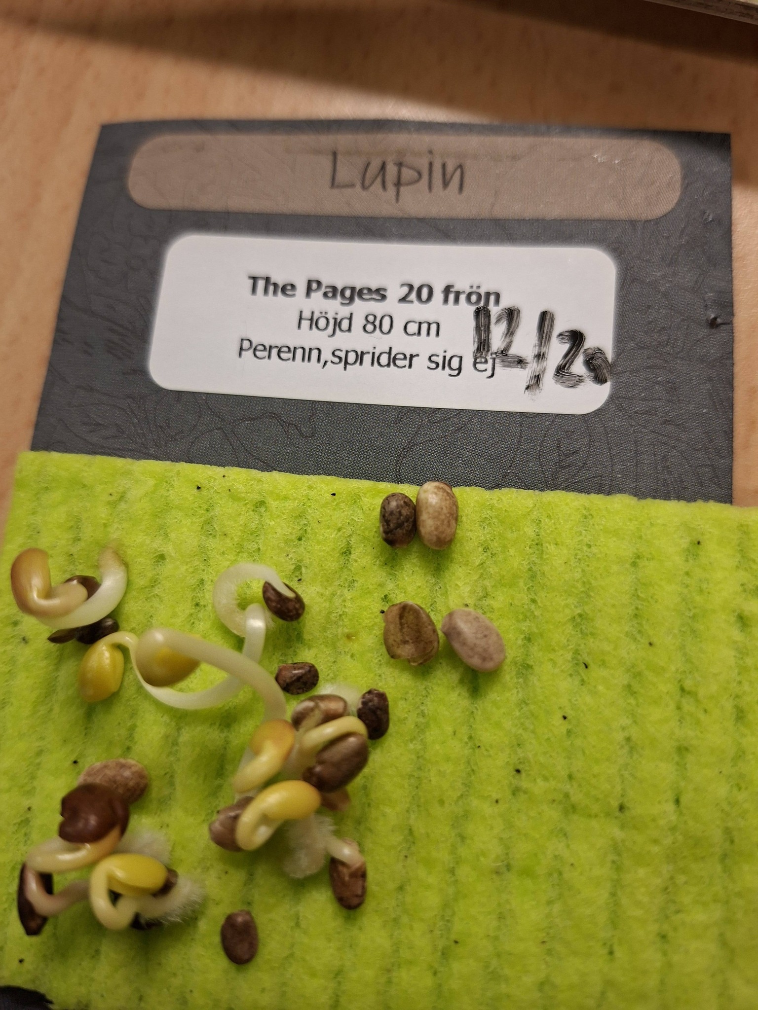 Lupin The Pages 20 frö,sprider sig ej - 2