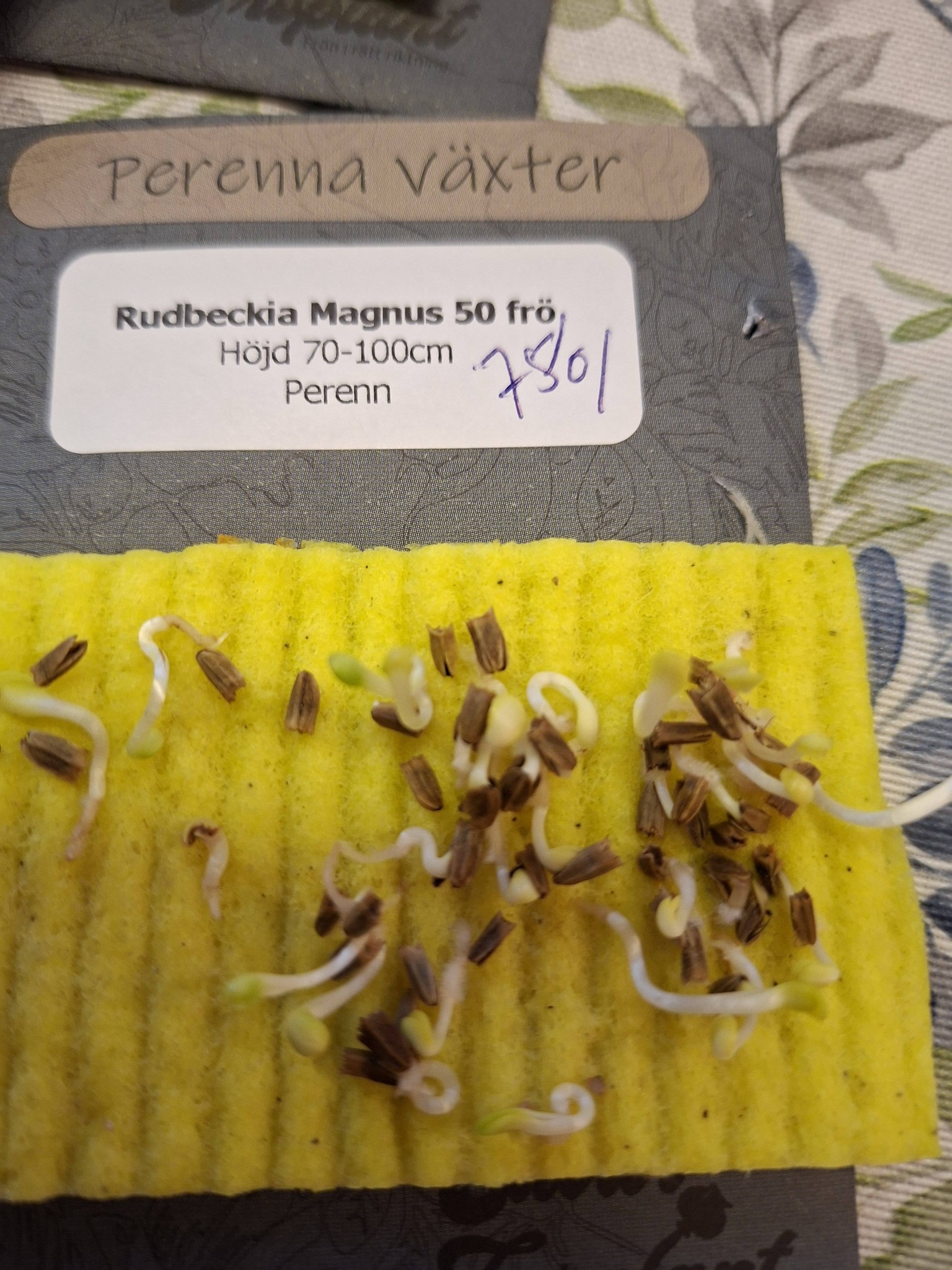 Rudbeckia Purpurea Echinacea Magnus 50 frö - 5