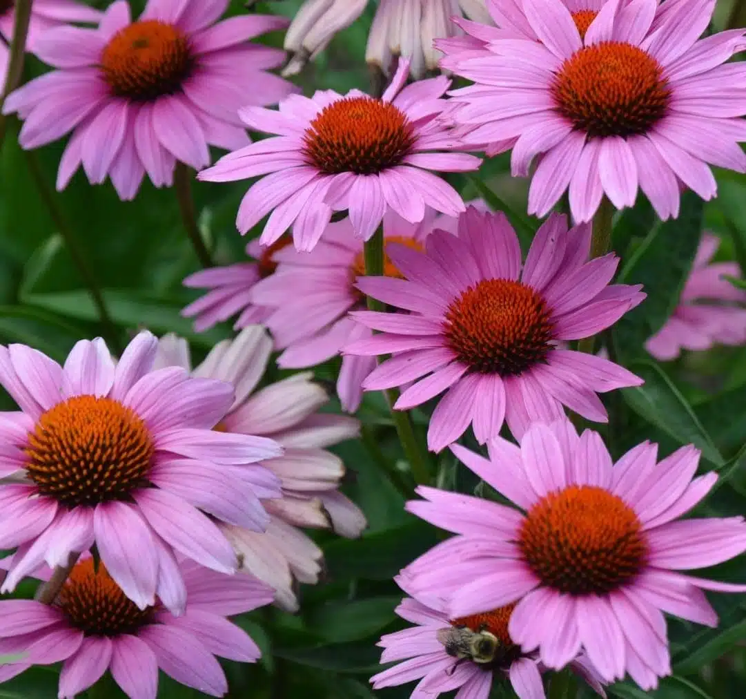 Rudbeckia Purpurea Echinacea Magnus 50 frö - 2