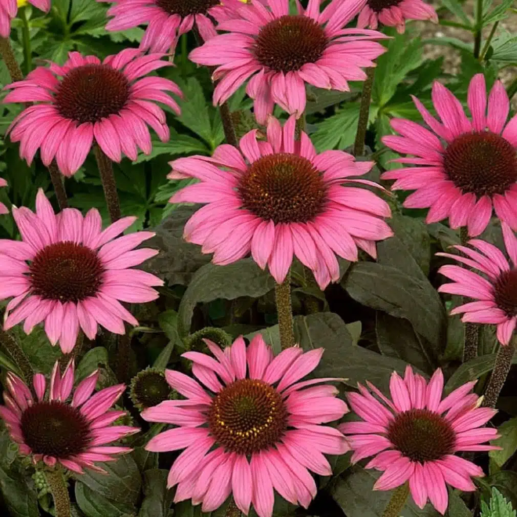 Rudbeckia Purpurea Echinacea Magnus 50 frö - 4