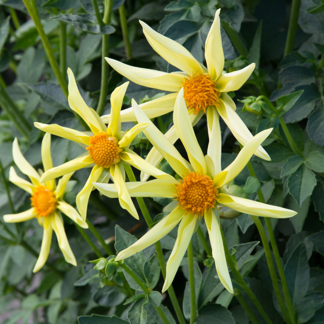 Dahlia - Starlight Gazer Mix - 3