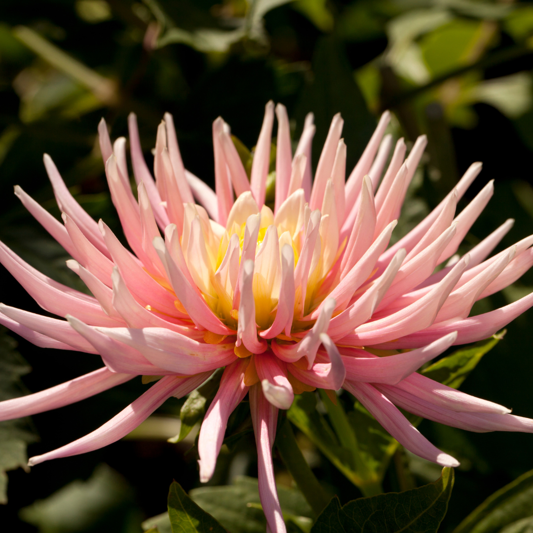 Dahlia - Starlight Gazer Mix