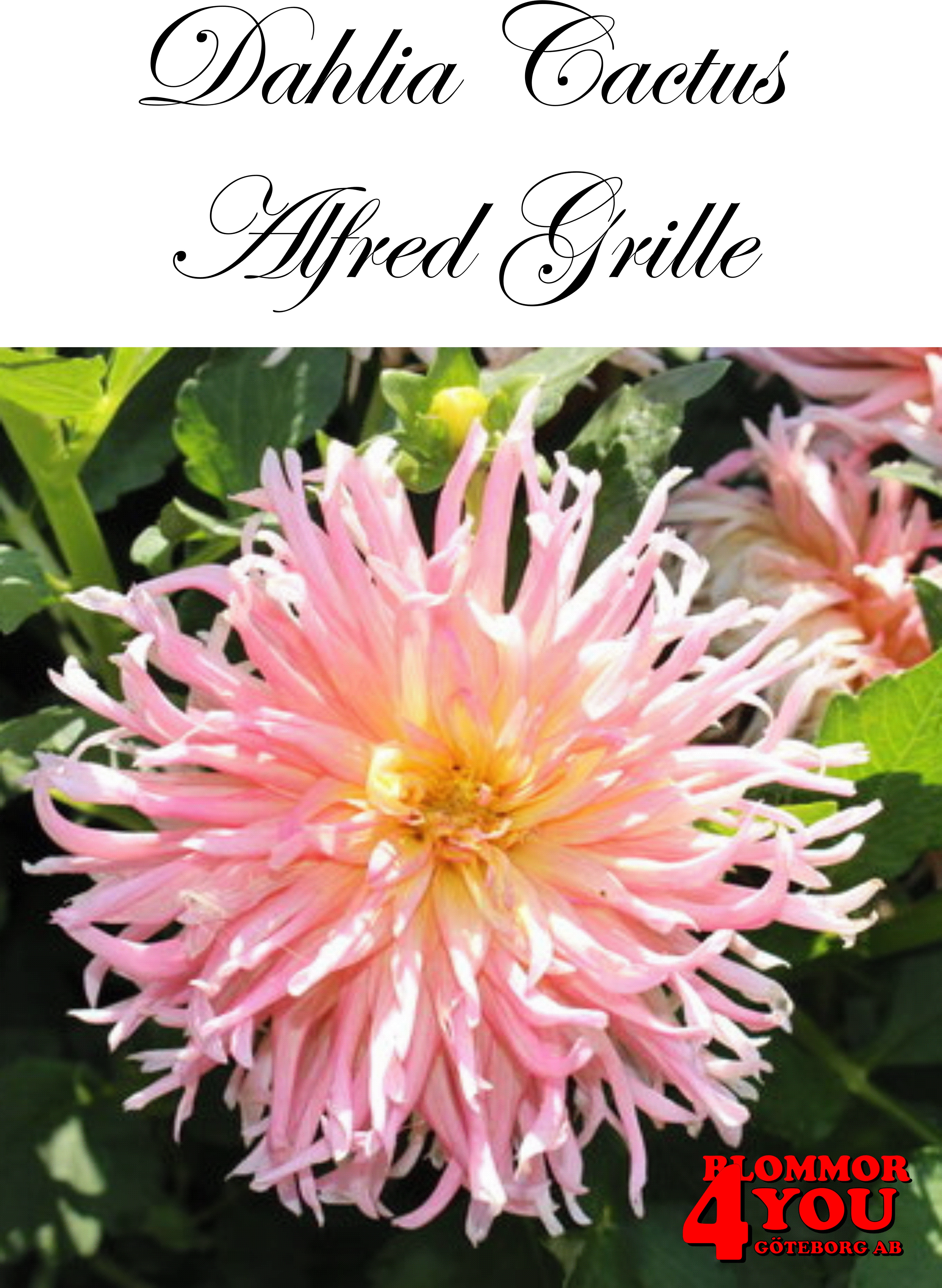 Dahlia Alfred Grille
