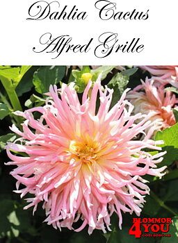 Dahlia Alfred Grille