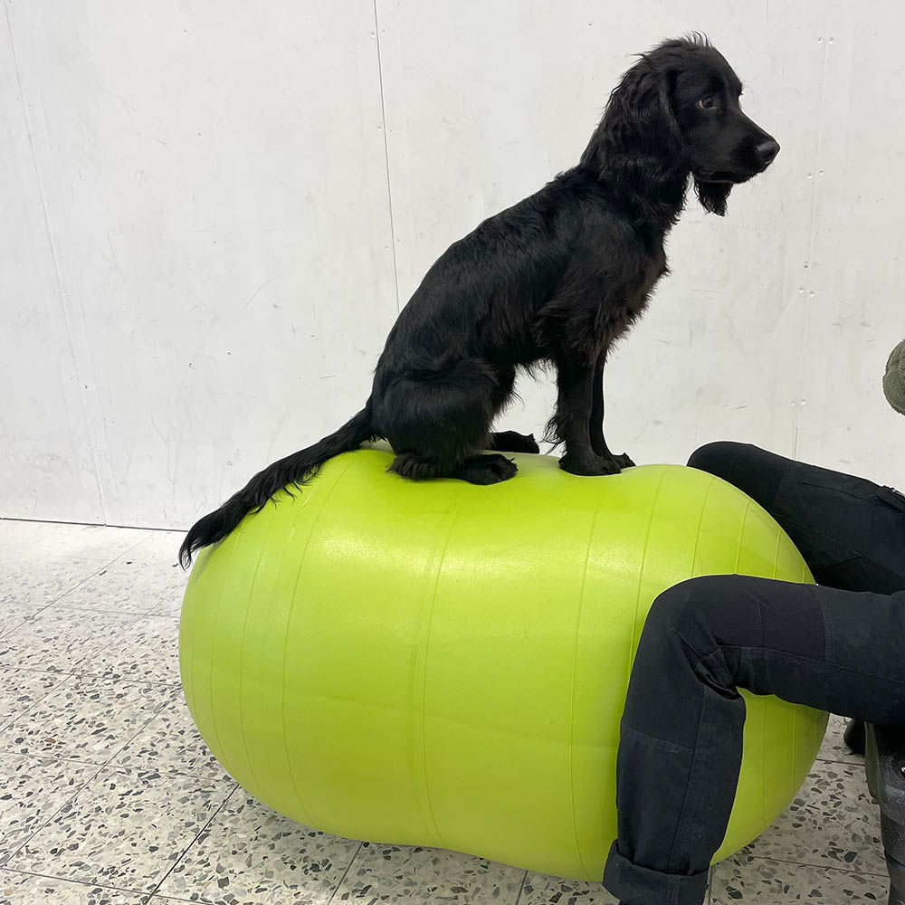 Balansbollsträning hund med en hög boll K9Design