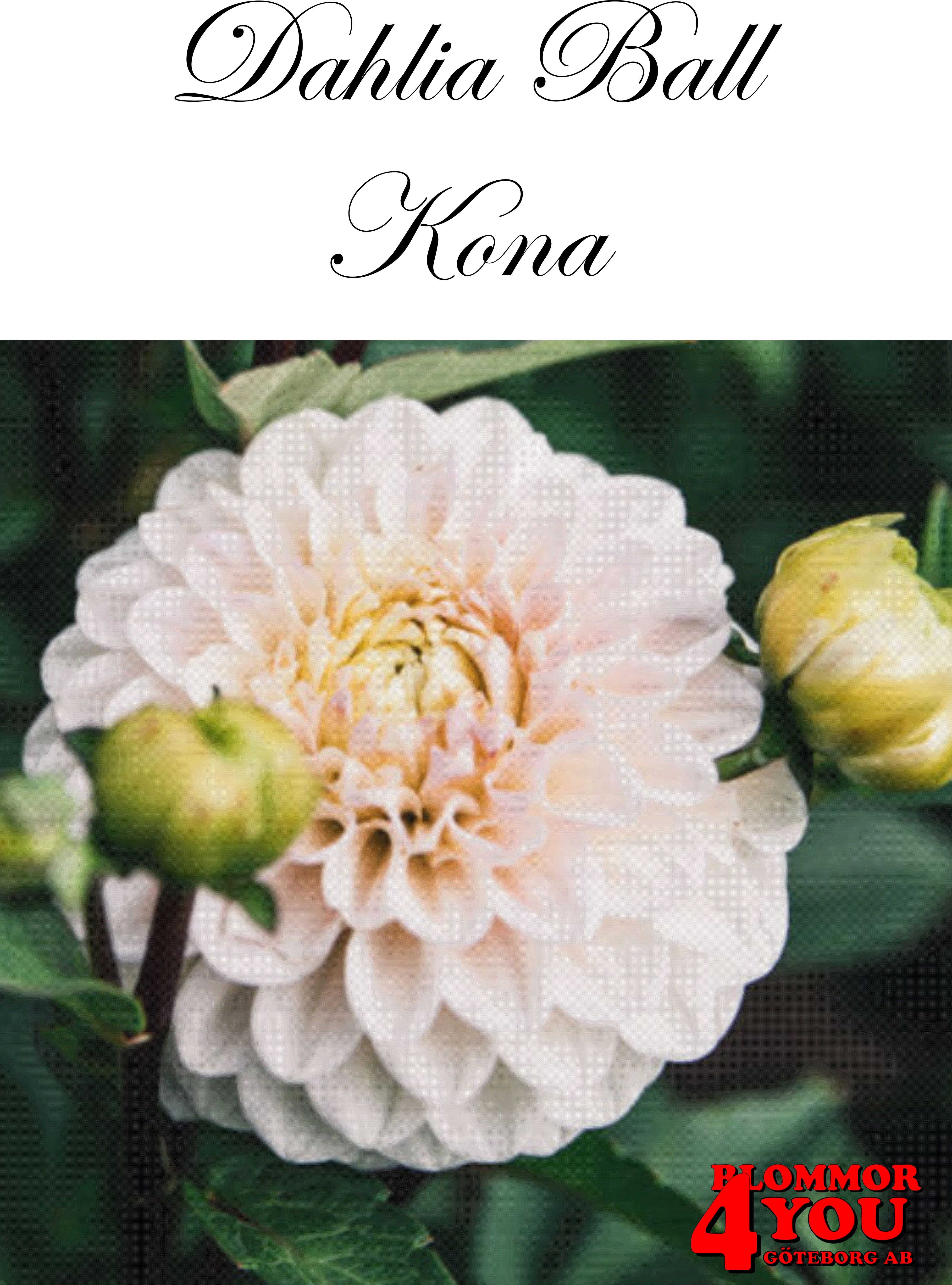 Bolldahlia      Kona