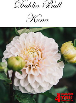 Bolldahlia      Kona