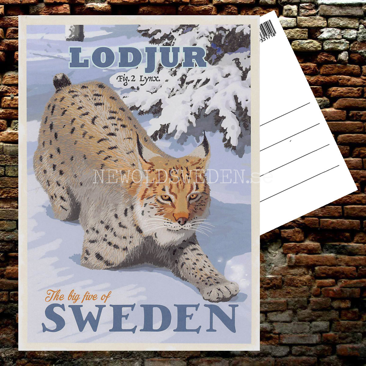 LODJUR LYNX No: 2 of 5 - Vykort 13 x 18 cm - ThomasO - 554 - 2