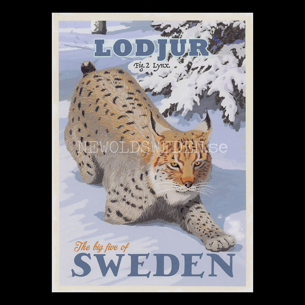 LODJUR LYNX No: 2 of 5 - Vykort 13 x 18 cm - ThomasO - 554