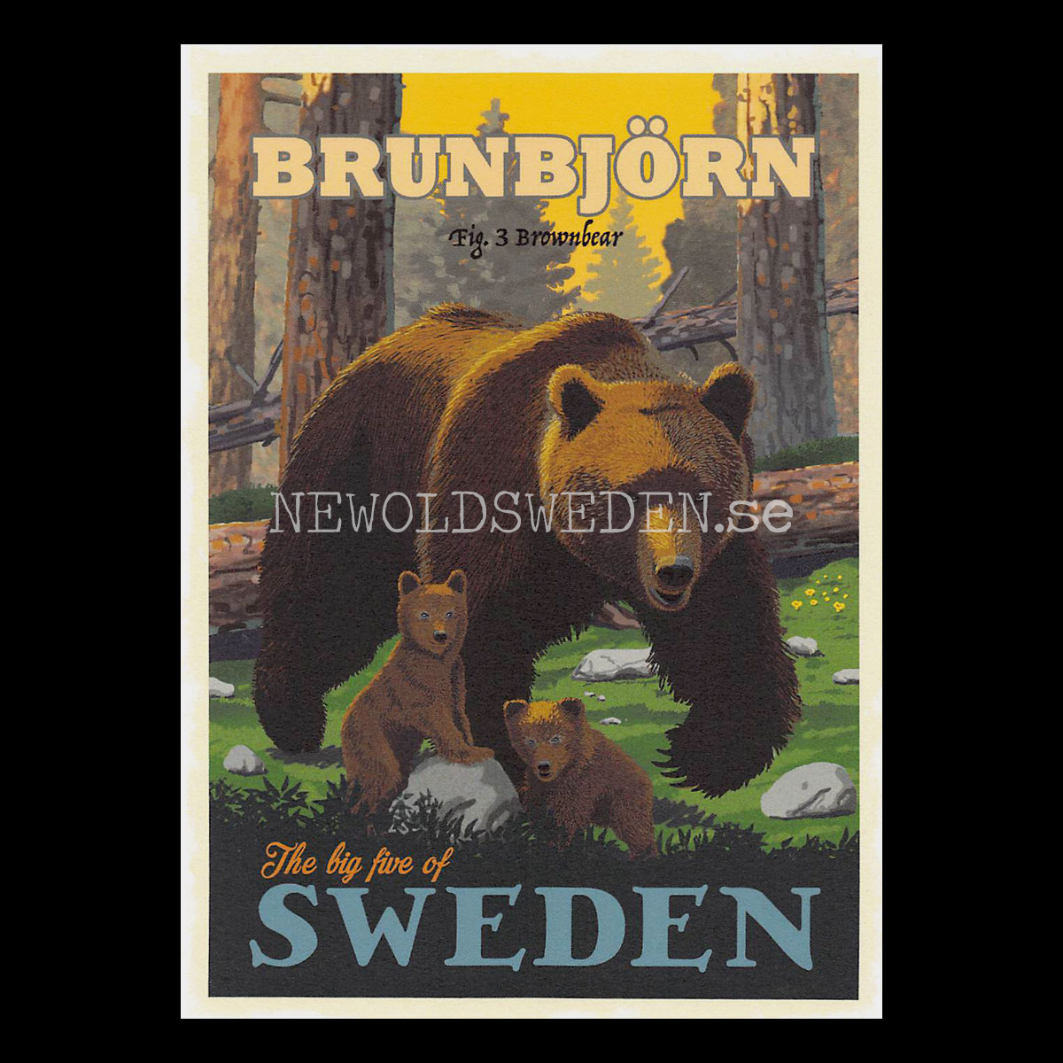 BRUNBJÖRN BROWNBEAR No: 3 of 5 - Vykort 13 x 18 cm - ThomasO - 554