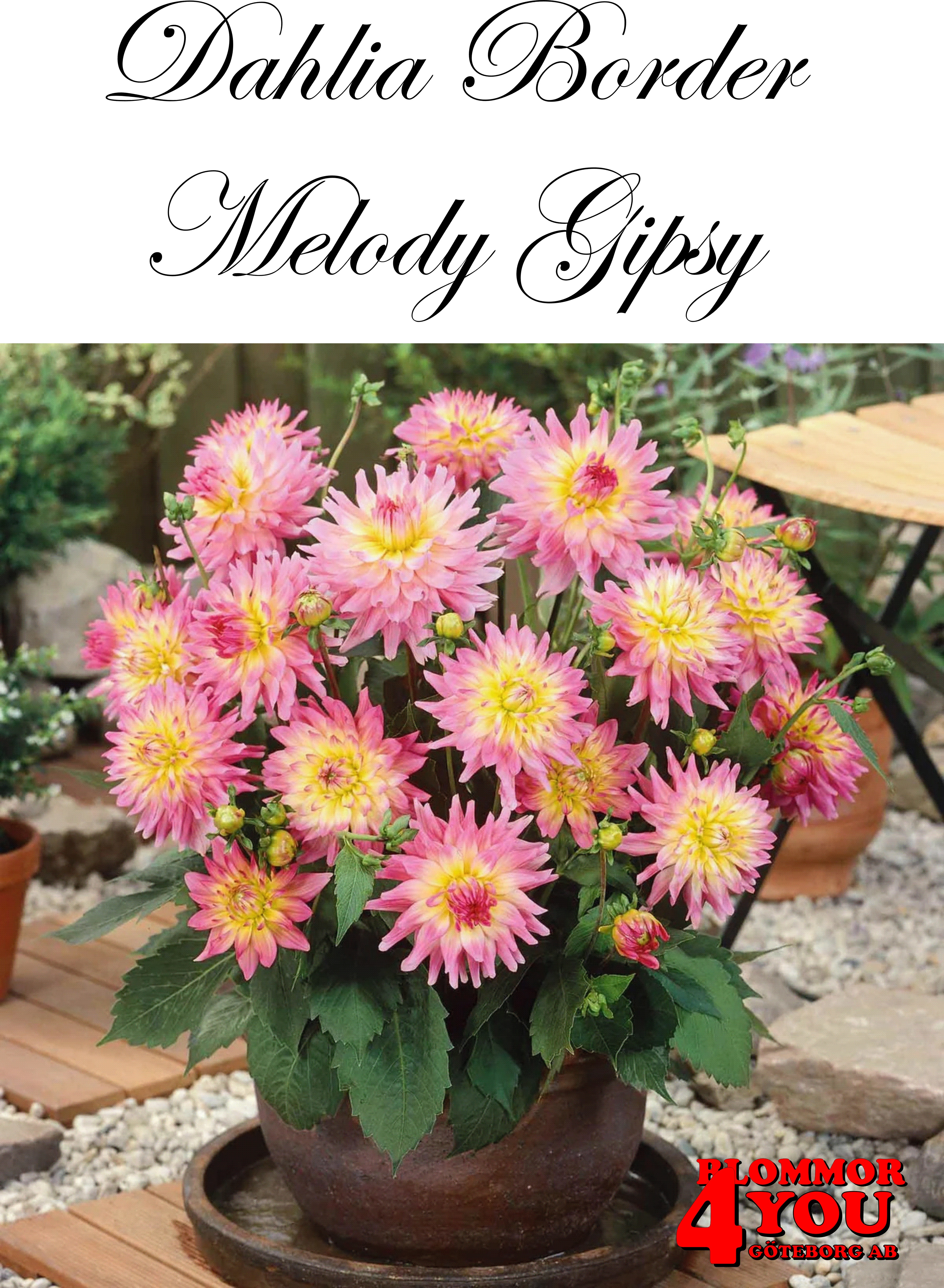 Dahlia Melody Gipsy