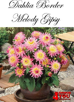 Dahlia Melody Gipsy