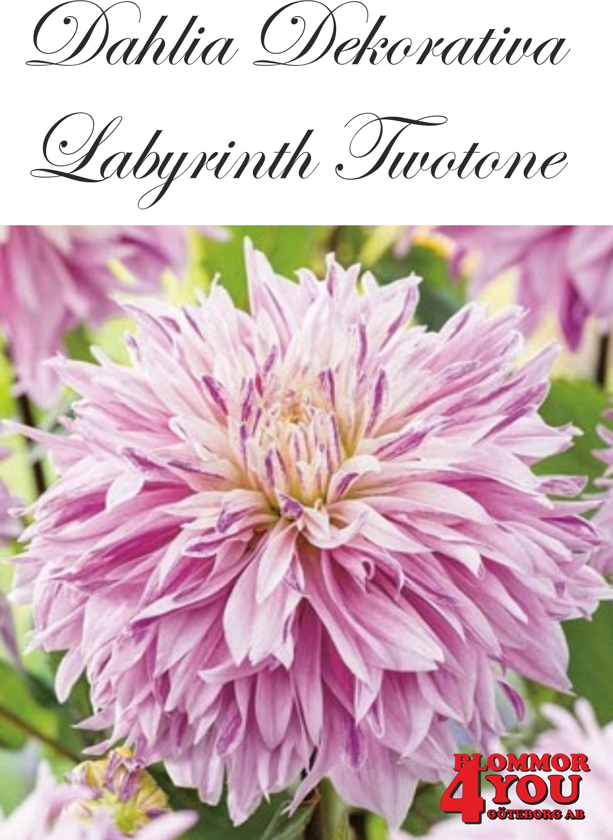 Dahlia Labyrinth Twotone