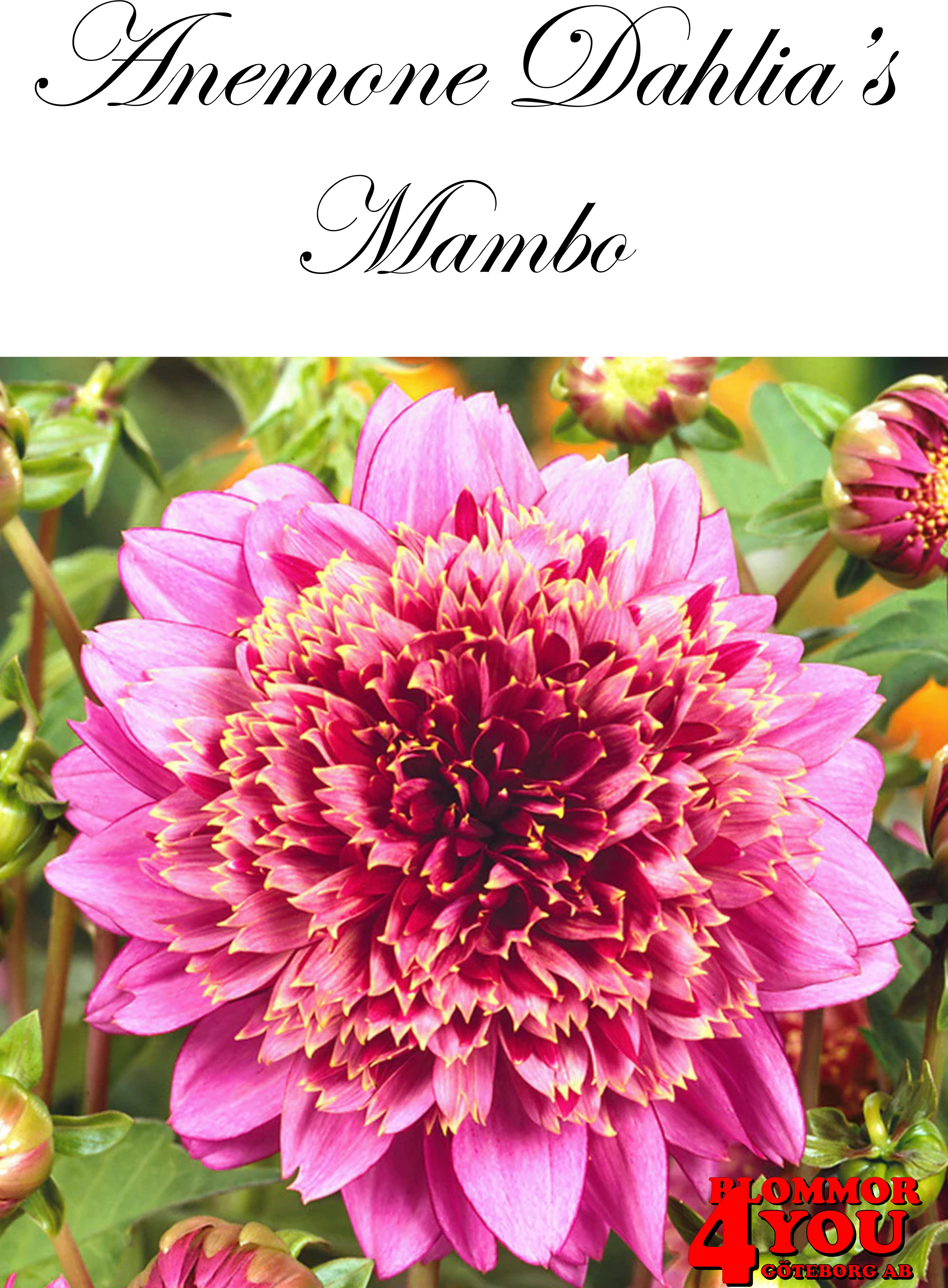 Dahlia      Mambo