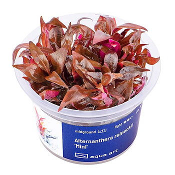 Alternanthera reineckii Mini