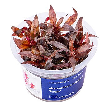 Alternanthera reineckii  Purple