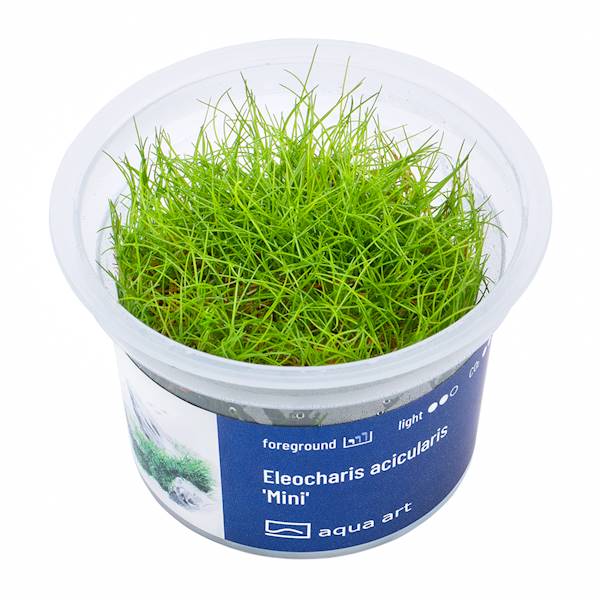 Eleocharis acicularis mini
