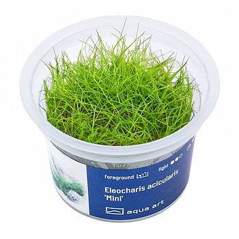 Eleocharis acicularis mini