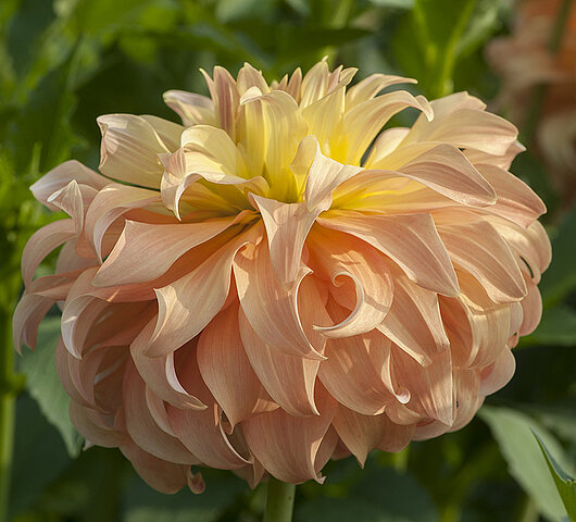Dahlia Chicken Legs Hapet Mona Lisa Dekorativ jätte  ""