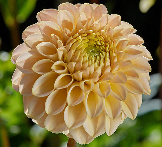 Dahlia Chicken Legs Hapet Cheddar  Dekorativ 