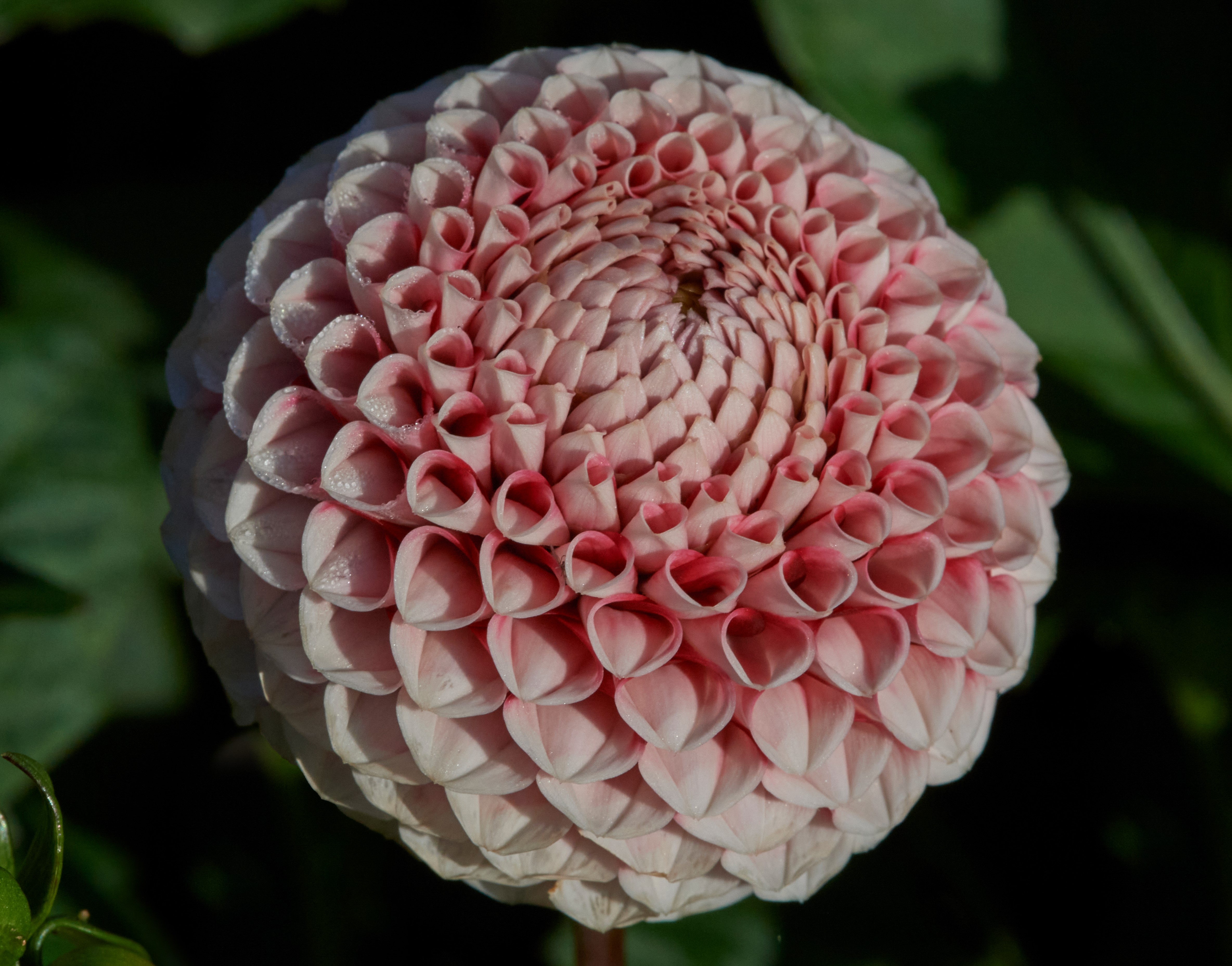 Dahlia Rotad Stickling Hapet Micky M  Boll 