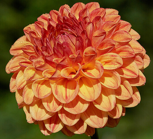 Dahlia Chicken legs Hapet Blaze  Boll  "" 