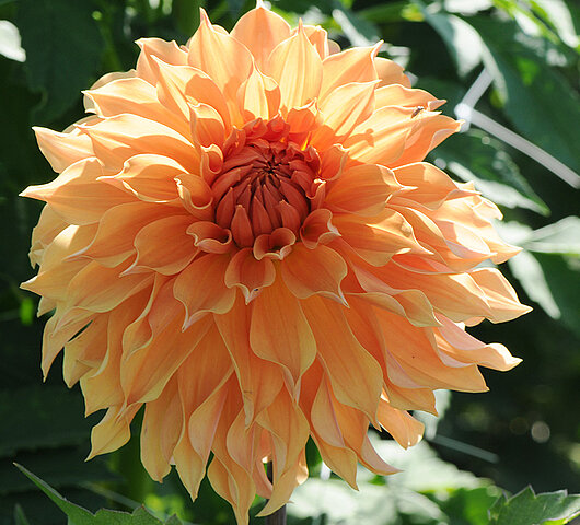 Dahlia Hapet Esmeralda chickenlegs - 2