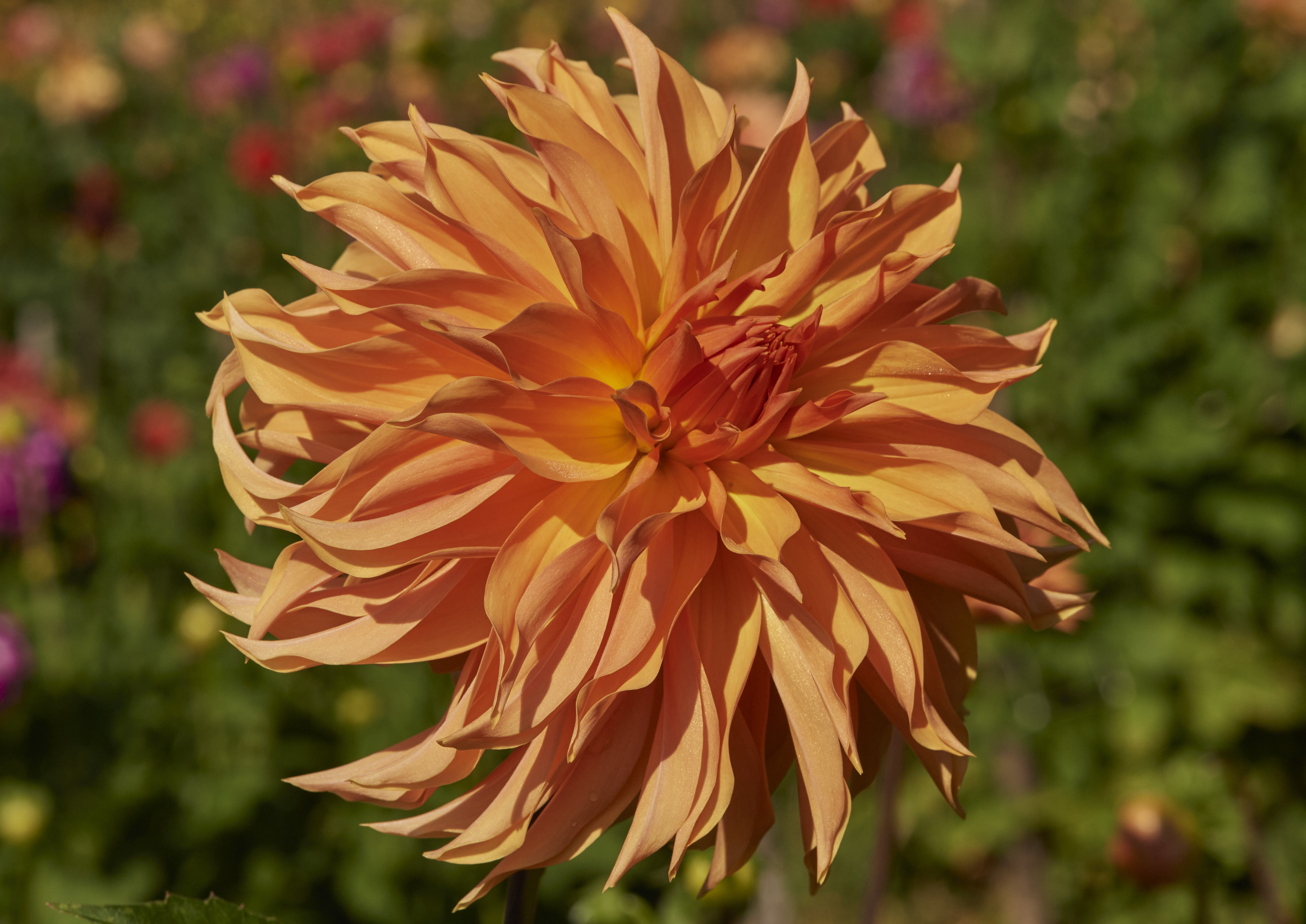 Dahlia Hapet Esmeralda chickenlegs