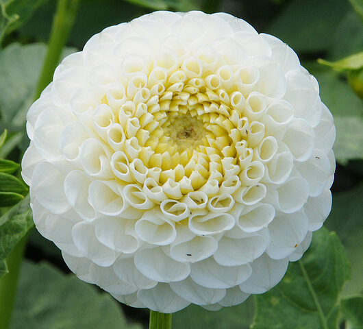 Dahlia Rotad Stickling Hapet Diamant Pompon  - 2
