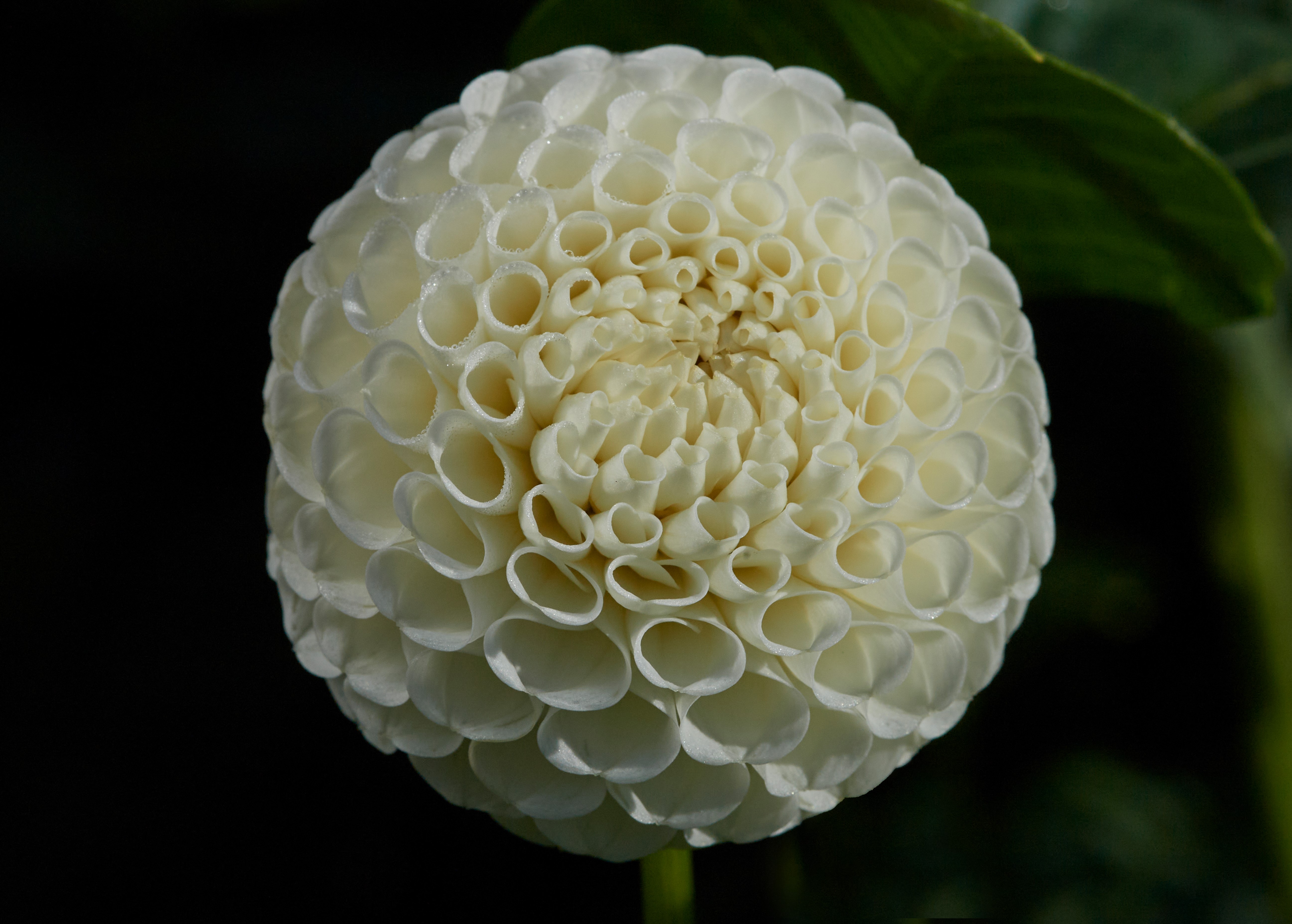 Dahlia Rotad Stickling Hapet Diamant Pompon 