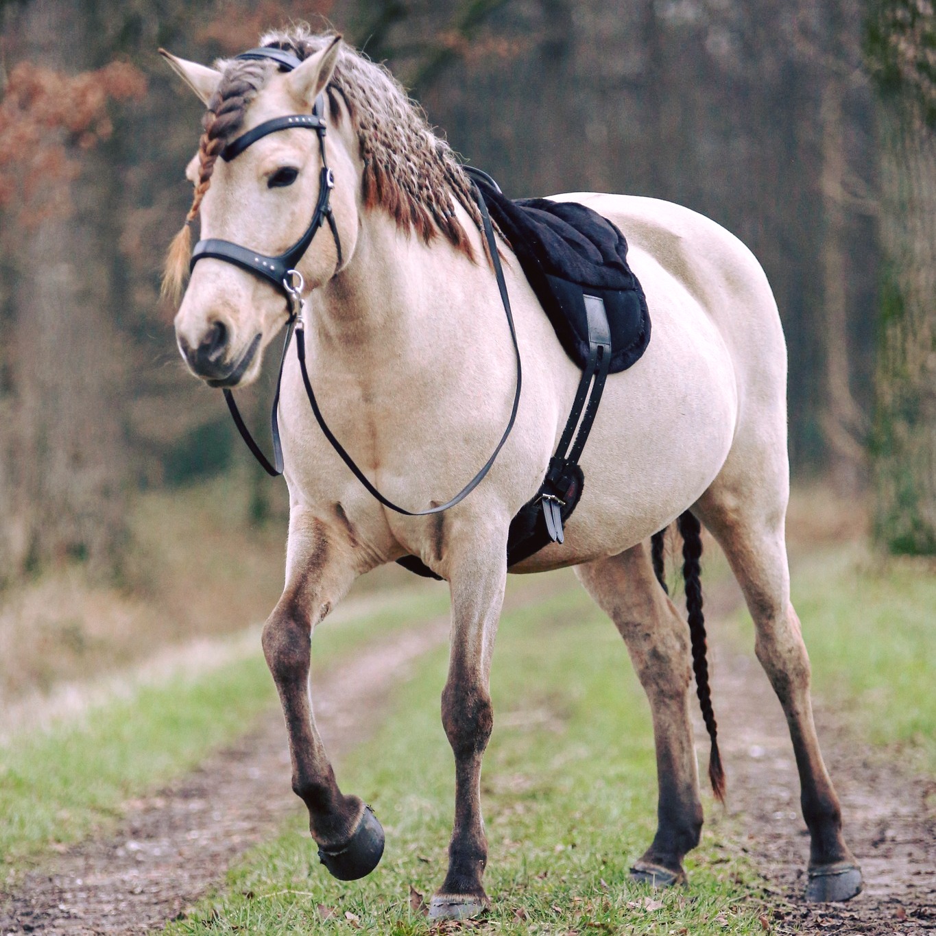 F.R.A® ride pad / bareback saddle Bisco, burgundybrown, cob/full - 4