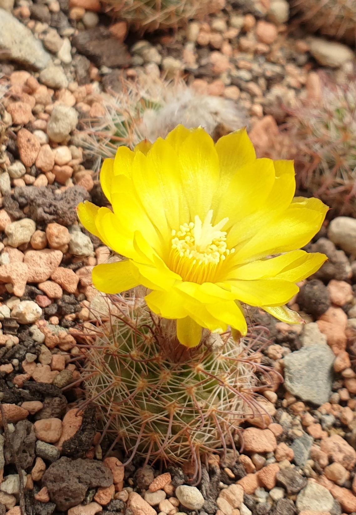 Parodia spec. KB 34 (Dique Los Sauces, La Rioja)